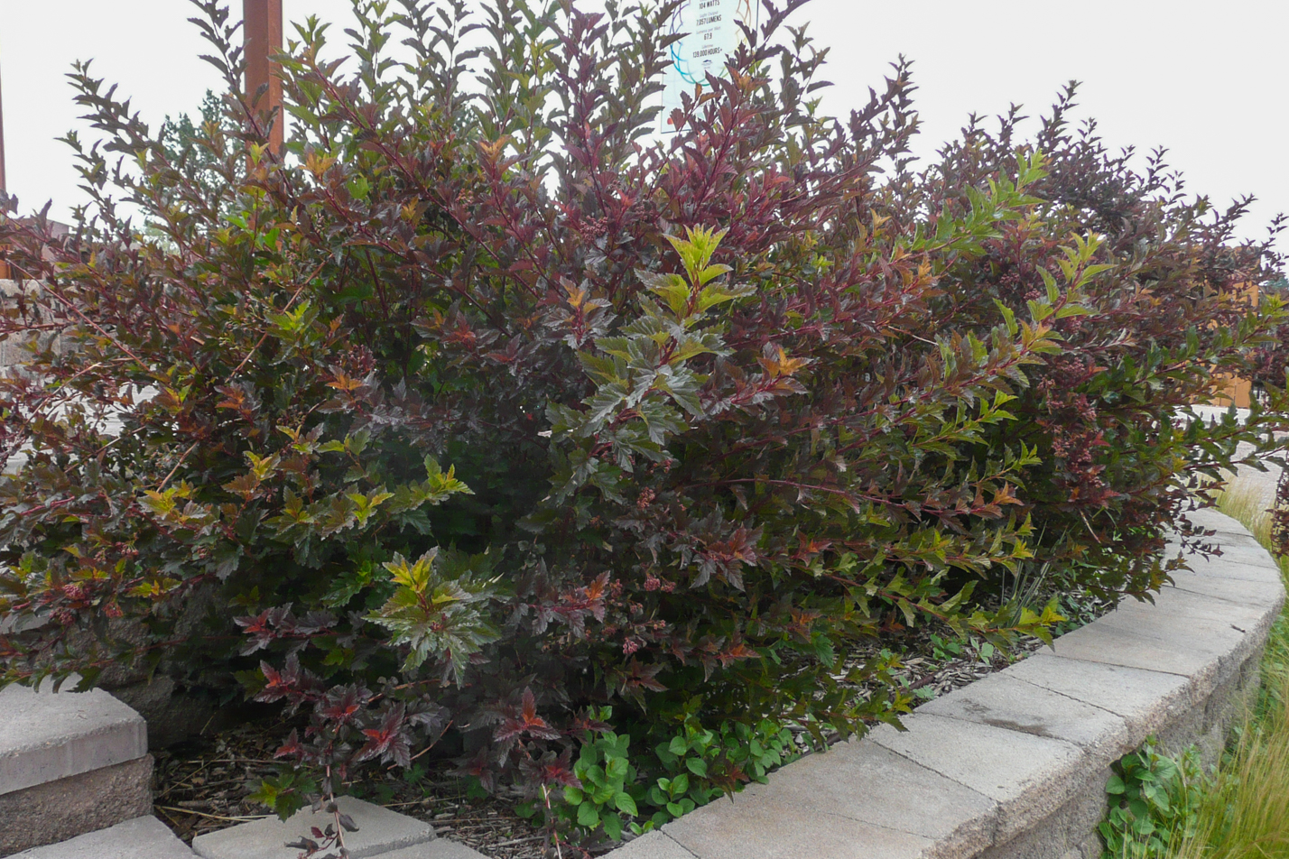 Summer Wine Ninebark